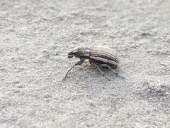 Naupactus leucoloma