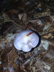 Cortinarius iodes