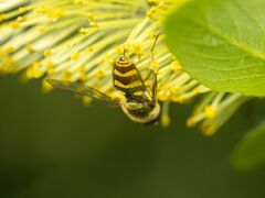 Syrphus opinator