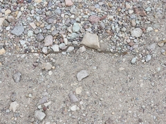 Masticophis bilineatus