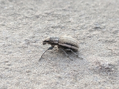 Naupactus leucoloma