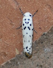 Ethmia bittenella