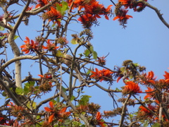 Philemon buceroides yorki