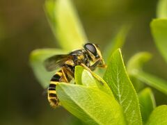 Sericomyia chalcopyga