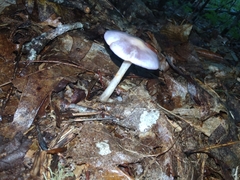 Cortinarius iodes