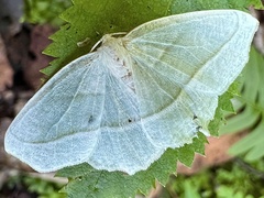 Campaea perlata