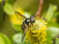 Sericomyia chalcopyga