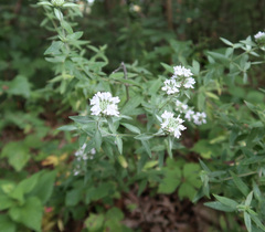 Pycnanthemum verticillatum