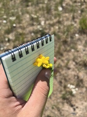 Lotus corniculatus