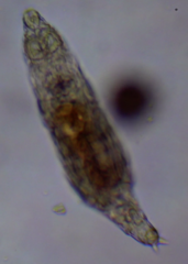 Bdelloidea