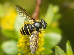 Sericomyia chalcopyga