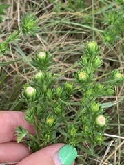 Symphyotrichum ciliatum