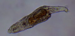 Bdelloidea