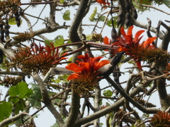 Philemon buceroides yorki