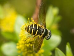 Sericomyia chalcopyga