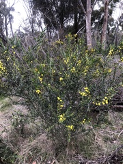 Acacia paradoxa
