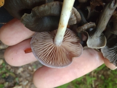 Cortinarius iodes