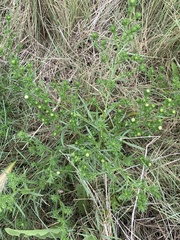 Symphyotrichum ciliatum