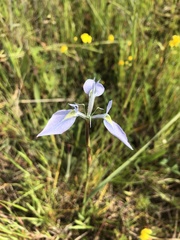 Moraea tripetala