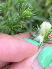 Symphyotrichum ciliatum