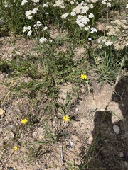 Lotus corniculatus