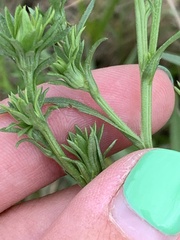 Symphyotrichum ciliatum