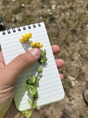 Lotus corniculatus