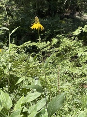 Rudbeckia californica