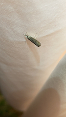 Parapediasia teterrellus