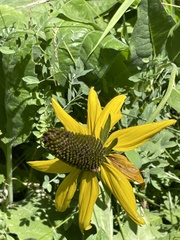 Rudbeckia californica