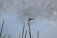 Crocothemis servilia