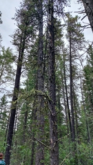 Pinales