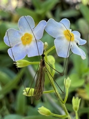 Myosotis laxa
