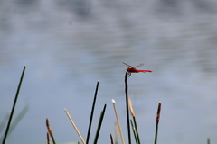 Crocothemis servilia
