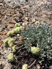 Eriogonum ovalifolium