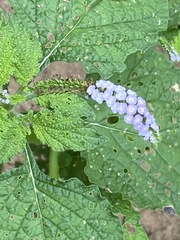 Heliotropium indicum