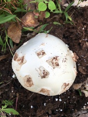 Amanita