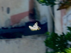 Iphiclides podalirius