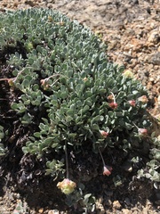 Eriogonum ovalifolium