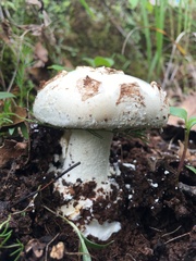 Amanita