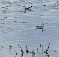 Phalaropus tricolor