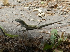 Podarcis siculus
