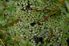 Salvinia