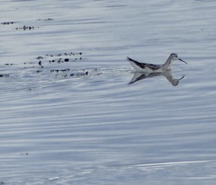 Phalaropus tricolor
