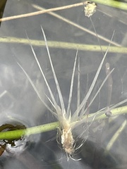 Eriocaulon aquaticum