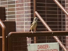 Pterorhinus perspicillatus