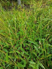 Persicaria sagittata