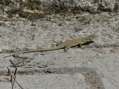 Podarcis siculus