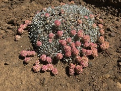 Eriogonum ovalifolium
