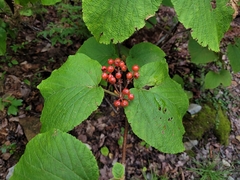Viburnum lantanoides
